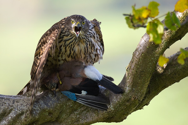 Goshawk with Jay - Birds  -  Captive