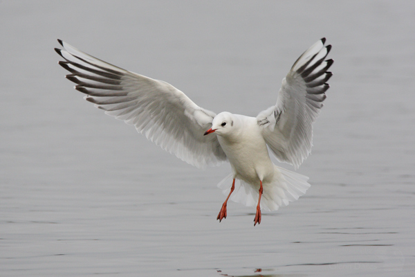 Black Headed Gull - Birds - Wild