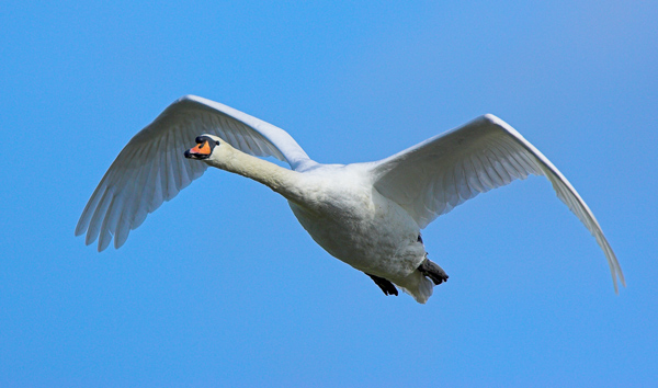 Mute Swan - Birds - Wild