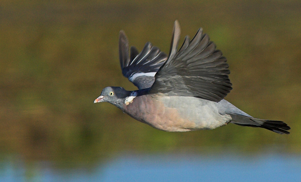 Fly-By - Birds - Wild