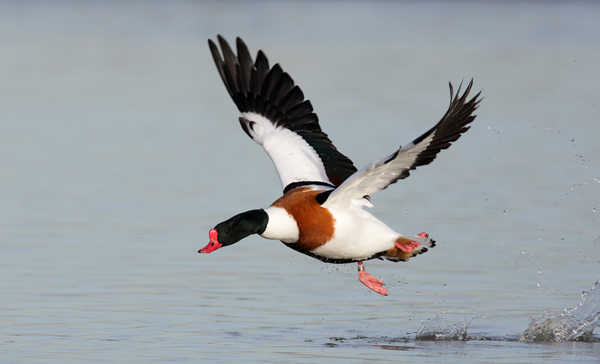 Common Shelduck - Birds - Wild