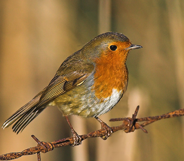 Robin - Birds - Wild