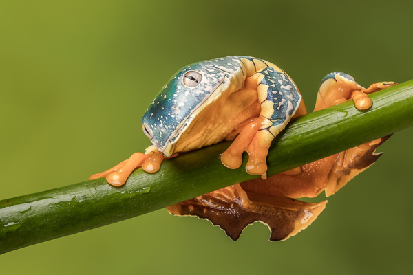 Fringed Leaf Frog - Close up