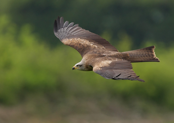 Black Kite - Birds  -  Captive
