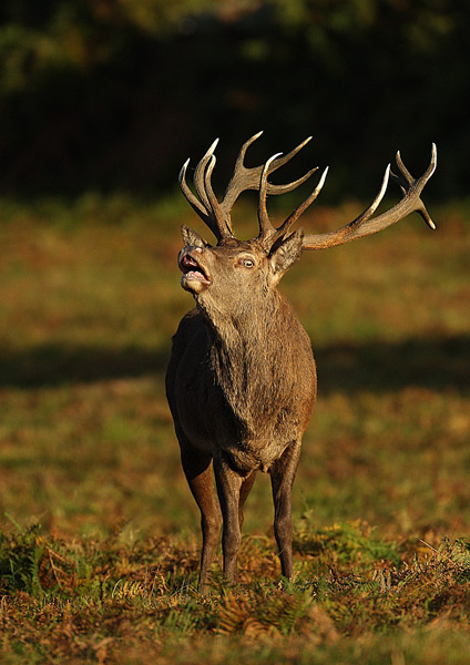 Red Deer - Nature & Animals