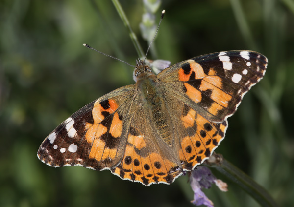Painted Lady - Close up