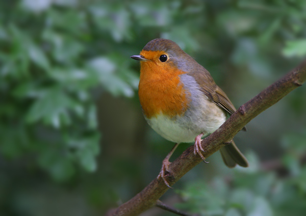 Robin - Birds - Wild