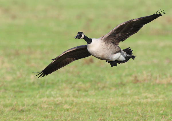 Canada  Goose - Birds - Wild
