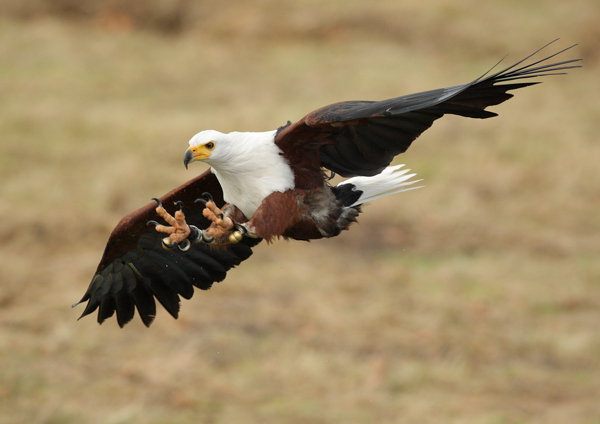 African Fish Eagle - Birds  -  Captive