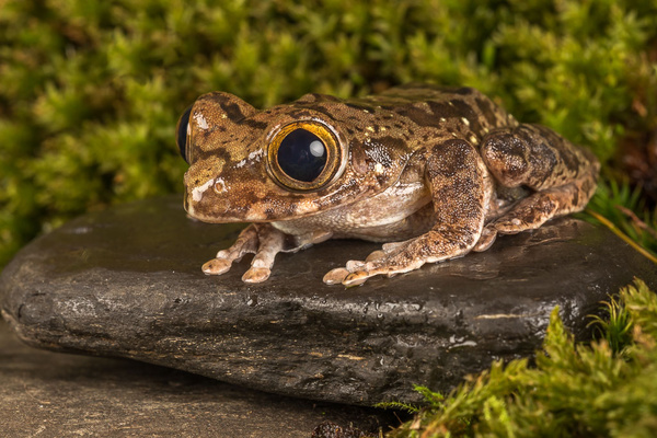 Forest Big Eyed Tree Frog - Close up