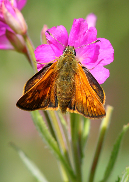 Large Skipper - Close up