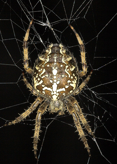 Orb Weaver Spider - Close up