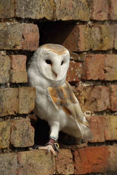 Barn Owl - Birds  -  Captive