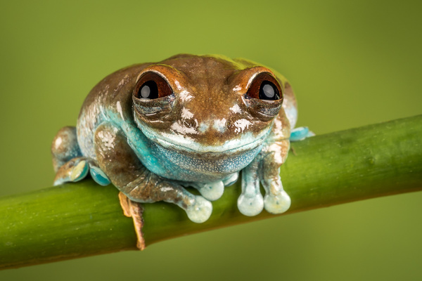 Ruby Eyed Tree Frog - Close up