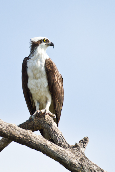 Osprey - Florida 2011