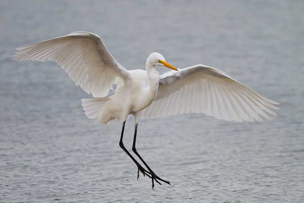 Great Egret - Florida 2011