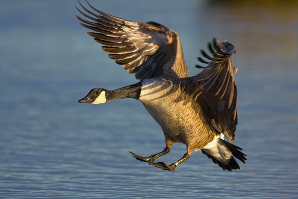 Canada Goose - Birds - Wild