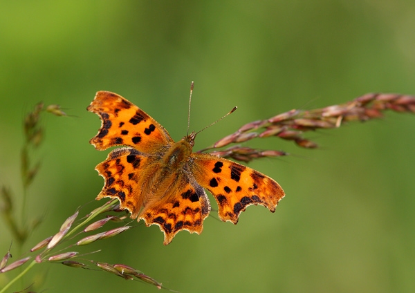 Comma - Close up