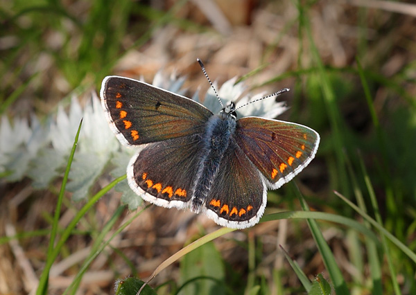 Brown Argus - Close up