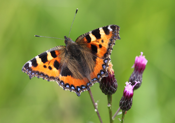 Small Tortoiseshell - Close up