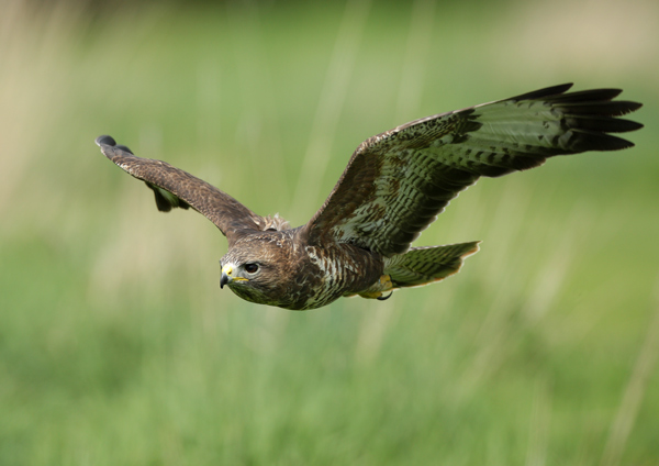 Common Buzzard - Birds  -  Captive