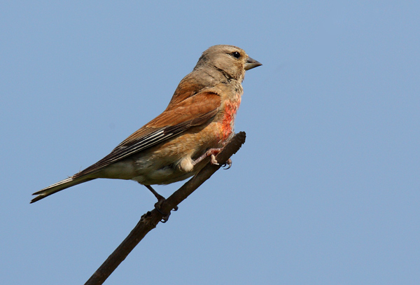 Linnet - Birds - Wild