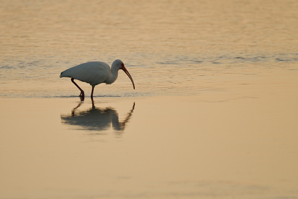 White Ibis - Florida 2011