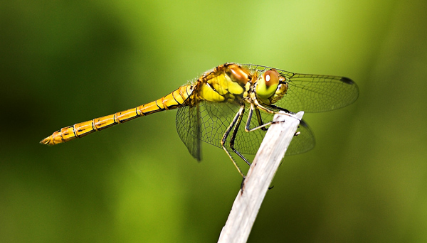 Common Darter - Close up