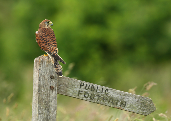 Kestrel - Birds  -  Captive