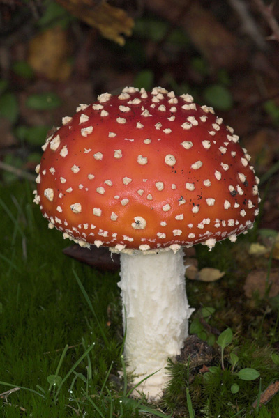 Fly Agaric - Close up