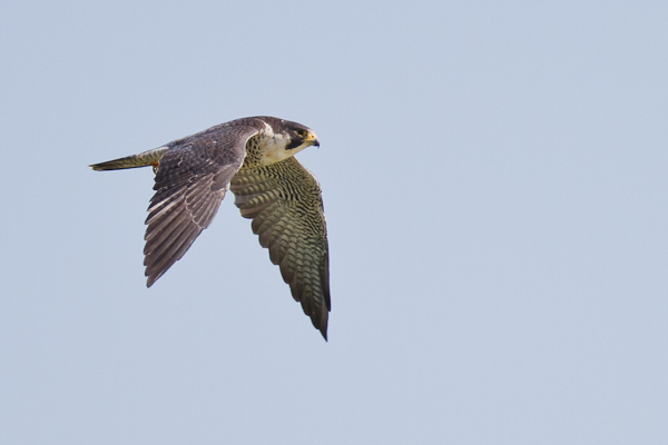 Peregrine Falcon - Florida 2011