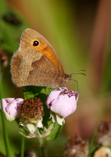 Meadow Brown - Close up