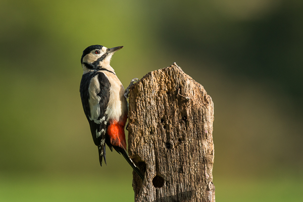 Great Spotted Woodpecker - Birds - Wild