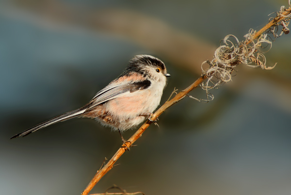 Long Tailed Tit - Birds - Wild