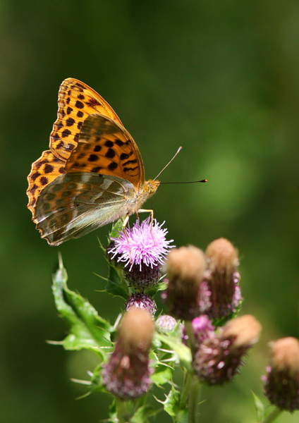 Silver-Washed Fritillary - Close up