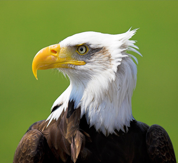 'Cheyenne' - Birds  -  Captive