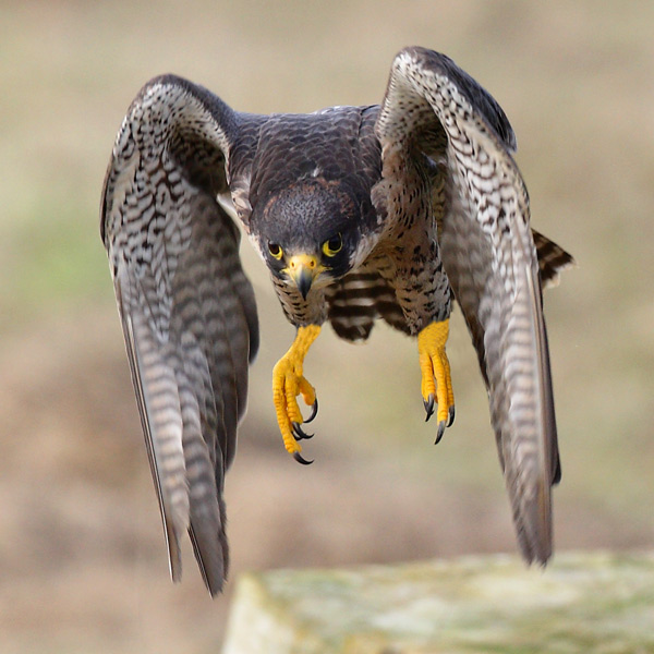 Peregrine Falcon - Birds  -  Captive