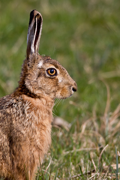 Hare - Nature & Animals