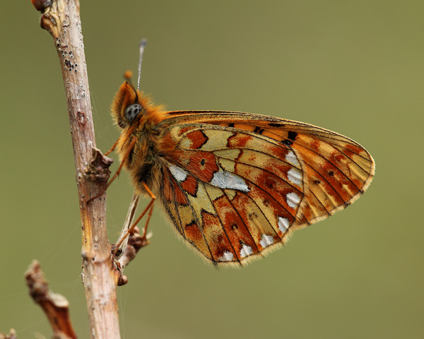Pearl-Bordered Fritillary - Close up
