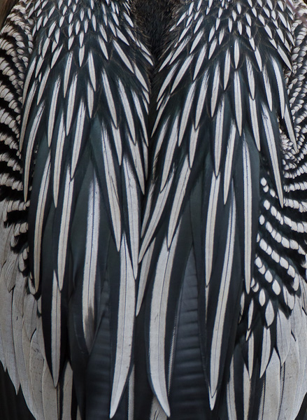 Anhinga Feathers - Florida 2011