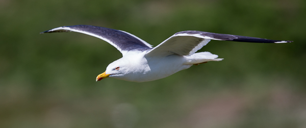 Herring Gull - Birds - Wild