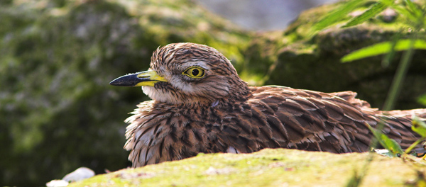 Stone Curlew - Birds  -  Captive