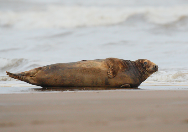 Grey Seal - Nature & Animals