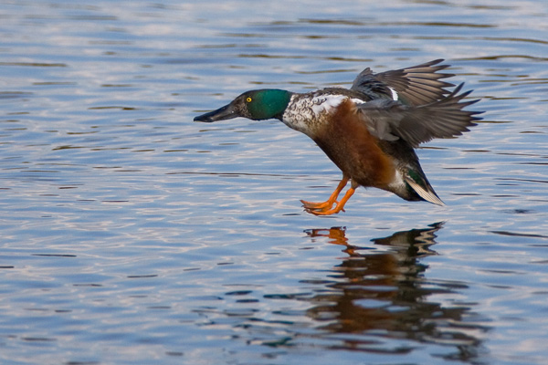 Shoveler Landing - Birds - Wild