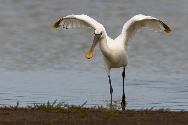 Spoonbill - Birds - Wild