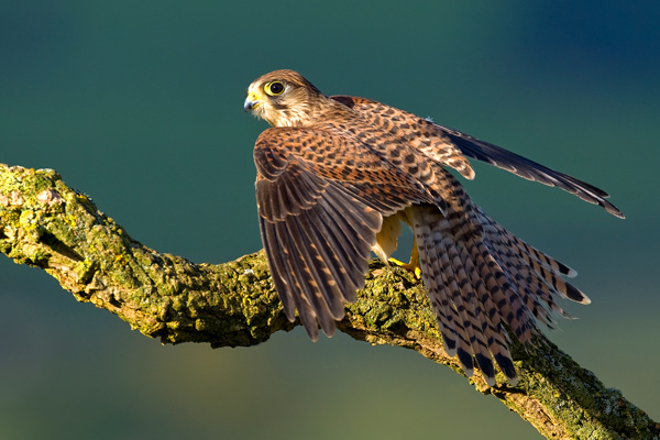 Kestrel - Birds  -  Captive