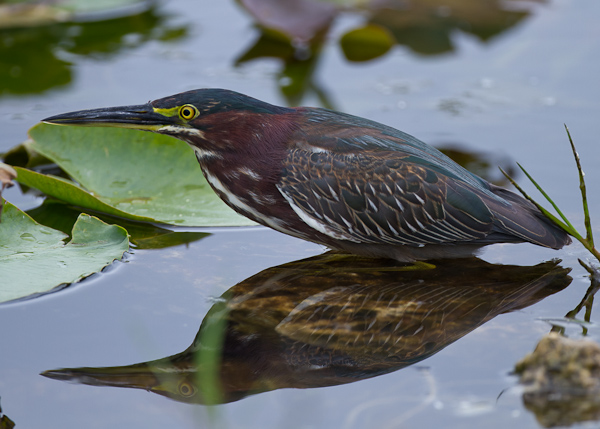 Green Heron - Florida 2011