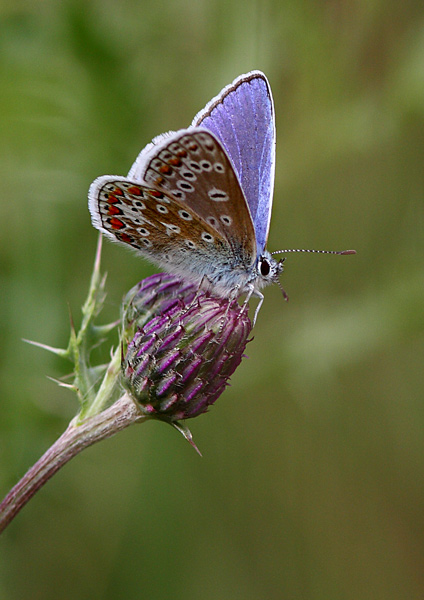 Common Blue - Close up