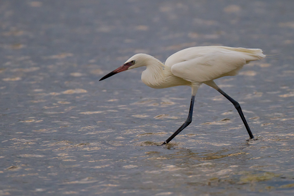 White Morphed Reddish Egret - Florida 2011
