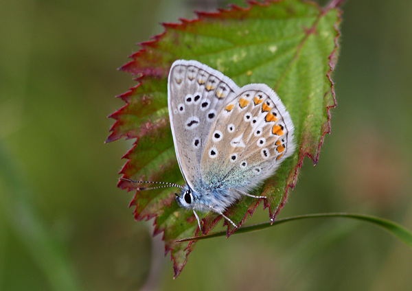 Common Blue - Close up